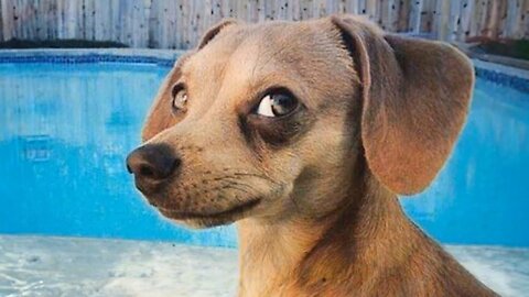 FUNNIEST Animal Videos That Make Us Laugh Uncontrollably in 2025😂