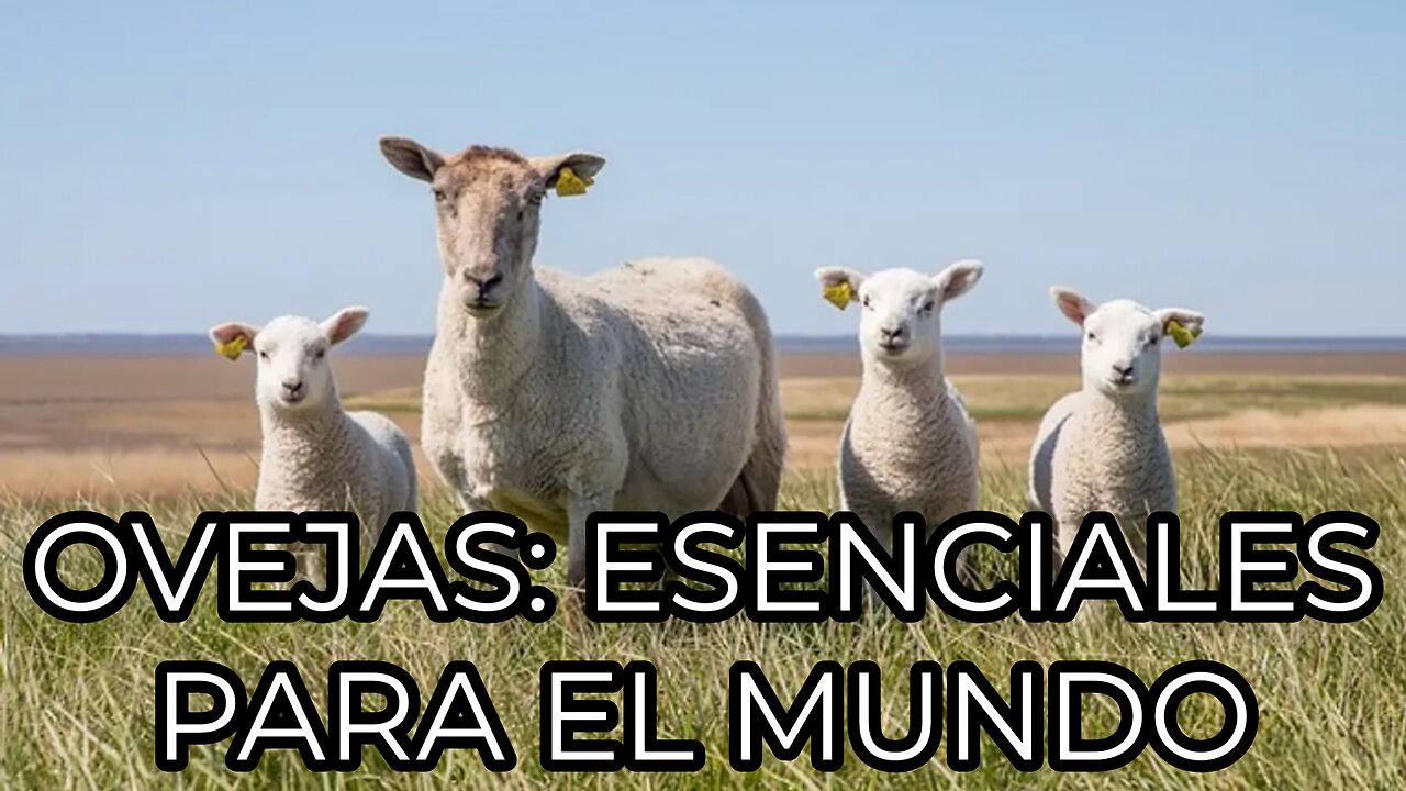 OVEJAS 🐑🐑 "Sheep: Essential Animals for the World"