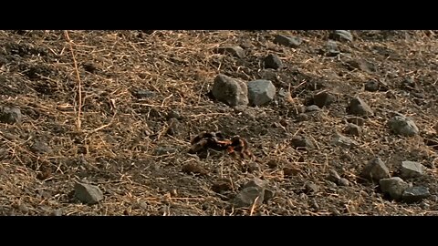 clint eastwood saves a nun