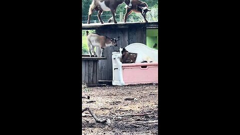 Tara is being gorg! #animals #goats #gorgeous #hartlandoaks #farmlife