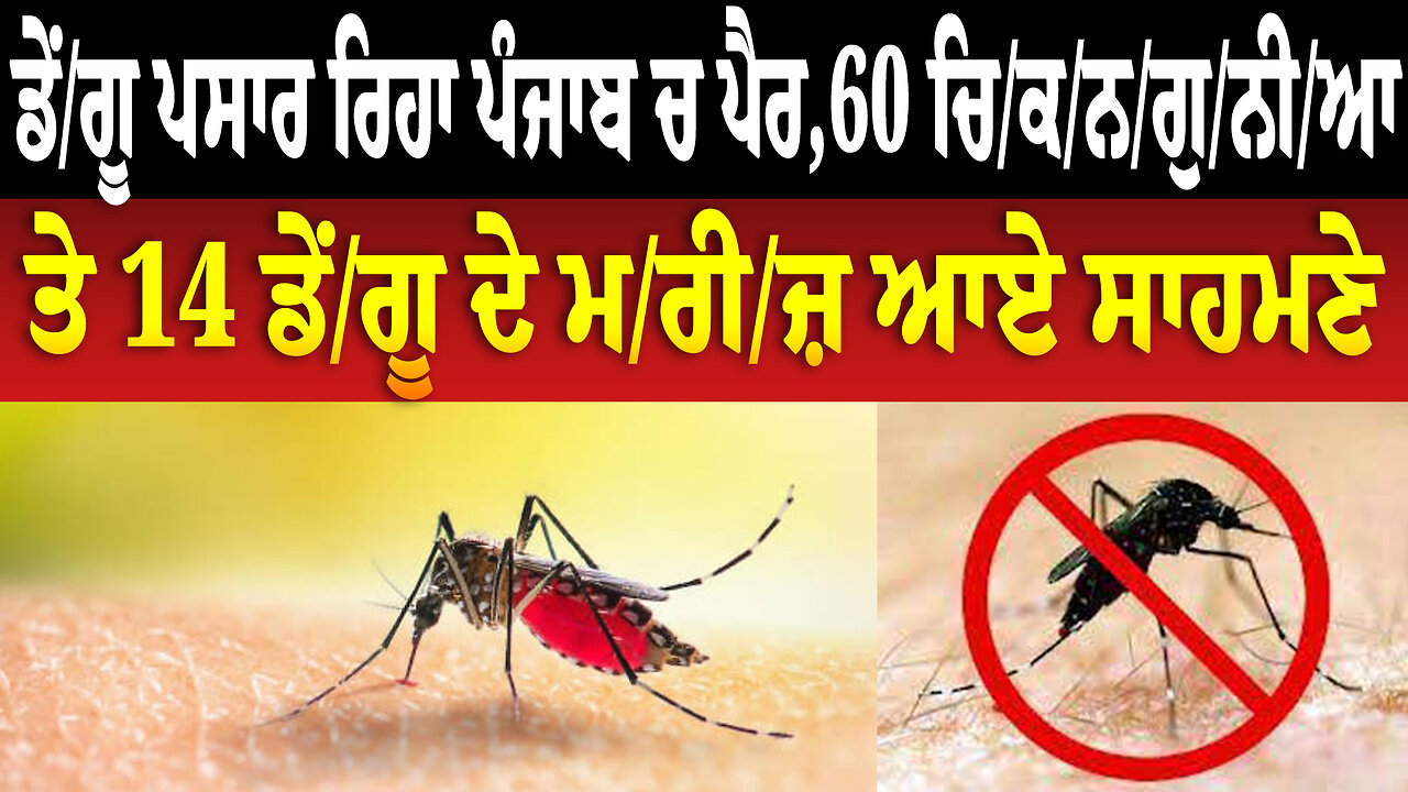 ਡੇਂ/ਗੂ ਪਸਾਰ ਰਿਹਾ ਪੰਜਾਬ ਚ ਪੈਰ,60 ਚਿ/ਕ/ਨ/ਗੁ/ਨੀ/ਆ ਤੇ 14 ਡੇਂ/ਗੂ ਦੇ ਮ/ਰੀ/ਜ਼ ਆਏ ਸਾਹਮਣੇ