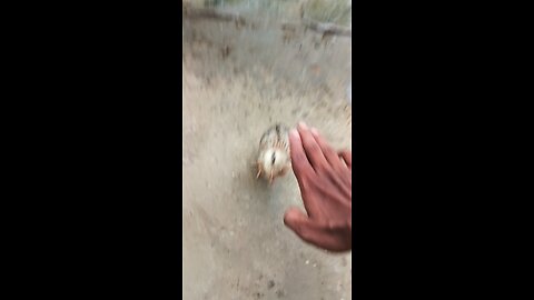 A little chick 🐥 who lost her mother