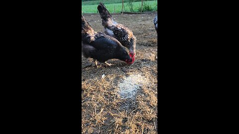 breakfast time