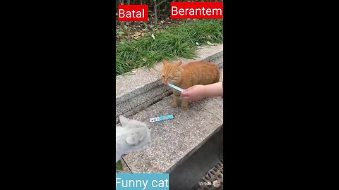"Food for Thought: Hungry Kitty Calms Down 🐱😻 #FelineFrenzy #KittyComfort #FoodForPurrs"