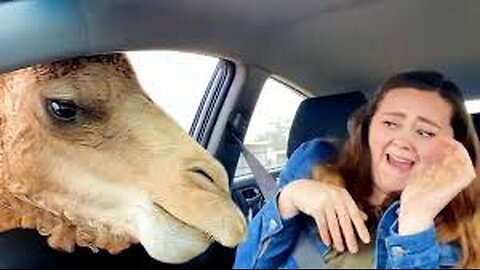 The Best Of The Internet ..FUNNY videos 2025