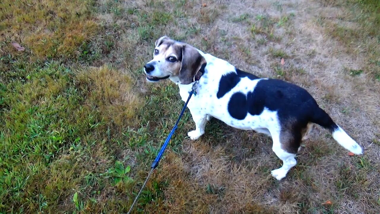 Bandit