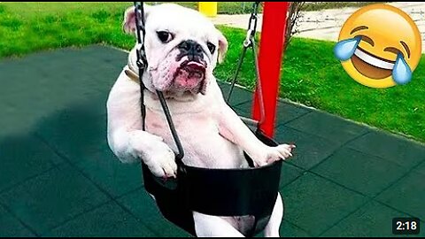 Funny Cat Videos Compilation ### Best Of The Animal Videos