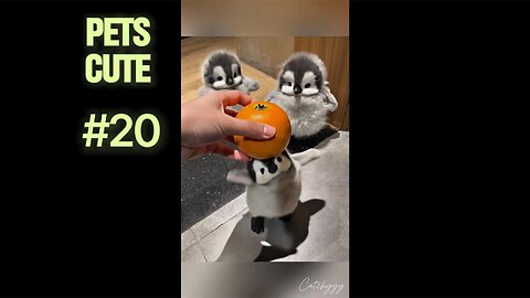 How to Train Your Cat to Come When Called