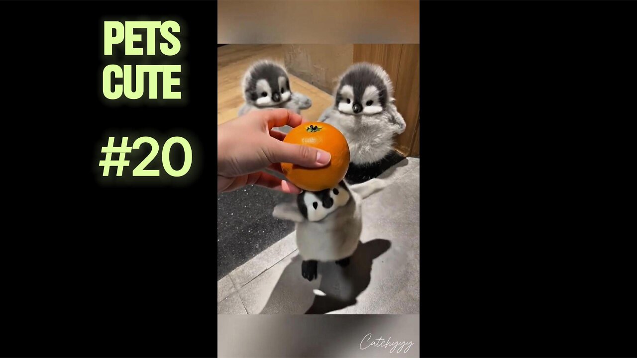 How to Train Your Cat to Come When Called