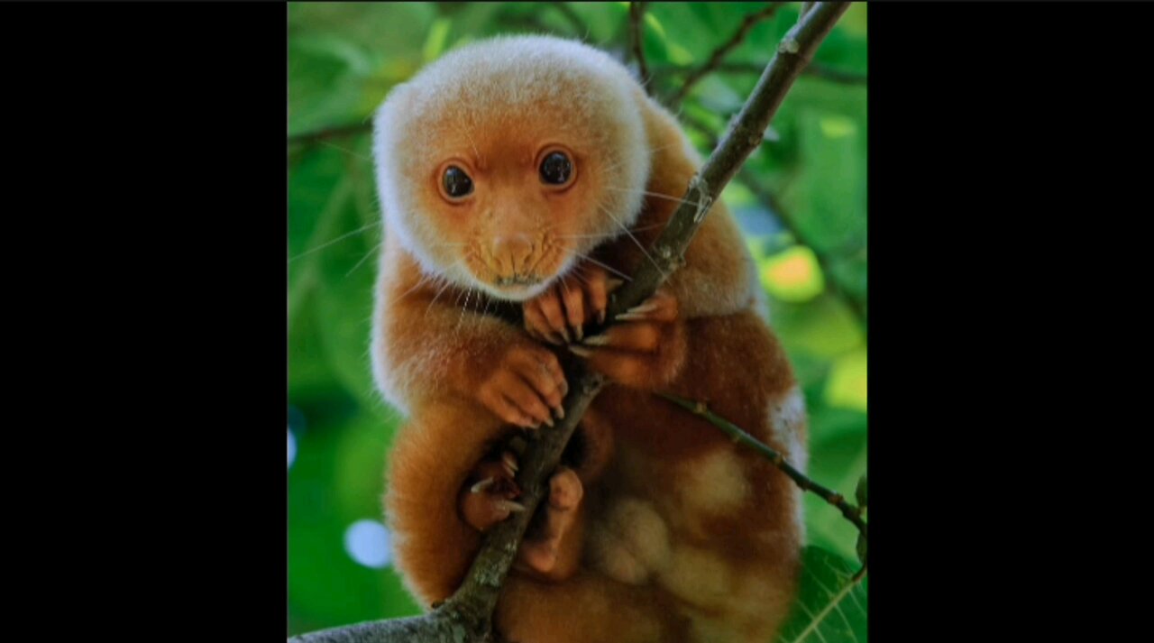 Spotted Cuscus: The Cutest Unknown Marsupial of the Jungle 🐨🌿