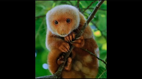 Spotted Cuscus: The Cutest Unknown Marsupial of the Jungle 🐨🌿