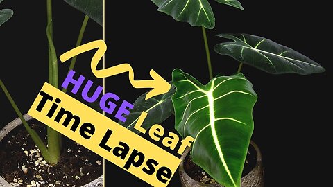 Alocasia Frydek Grows An AMAZINGLY Large New Leaf