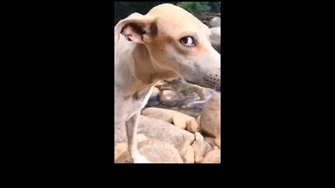 funny videos 🤣😂 for All time, funny videos 2025