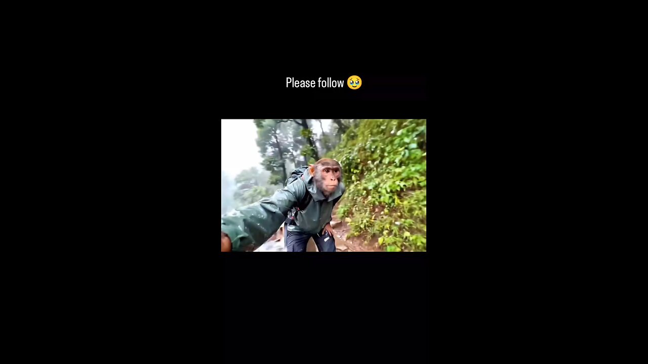 monkey blogger