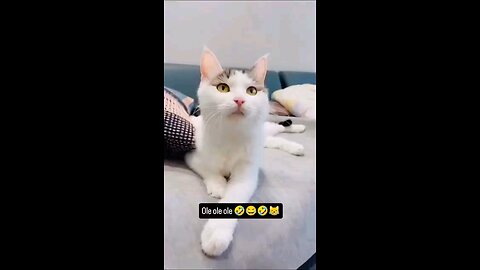 satisfying Video