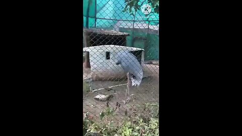 satisfying Video
