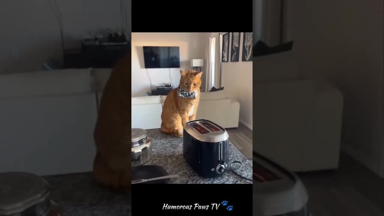 Funny animals 2024😂- Funniest Cats and Dogs Video😹🐶