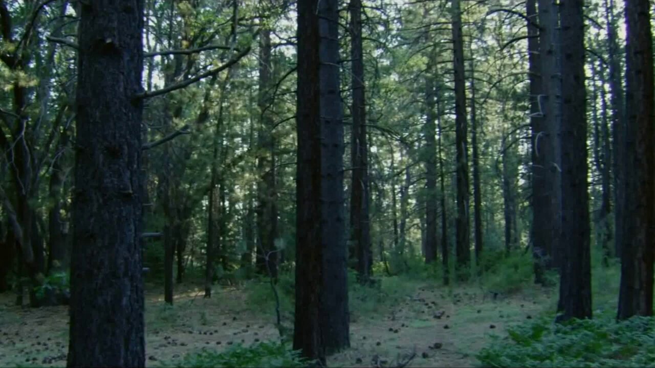 That Thing in the Forest