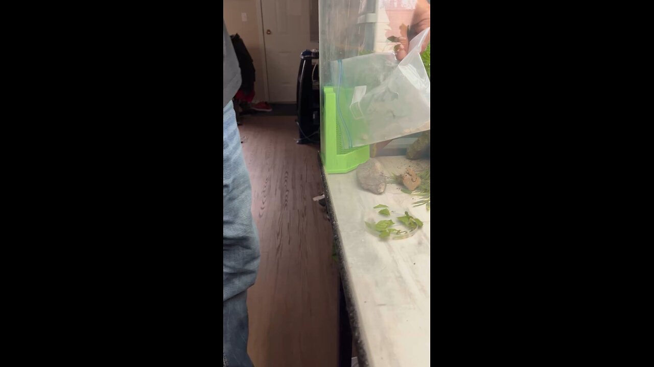 Minions First Time Eating Roaches.