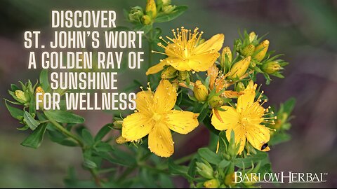 The Health Benefits of St. John's Wort