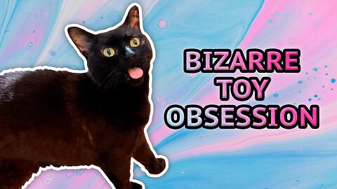 Vilma Cat's Bizarre Toy Obsession