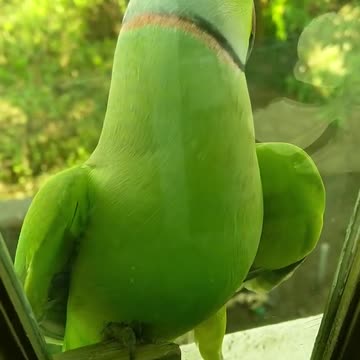 Funny_Animals_Video_2025