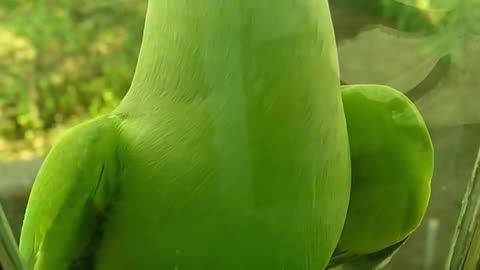 Funny_Animals_Video_2025