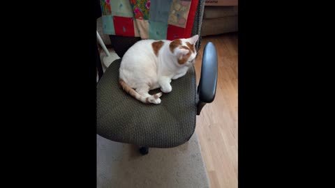 Buddy T Cat Center of Attention