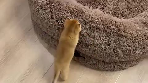 These cats don’t like bed #cat #shorts #pets