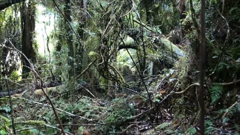 Compilation of a few bush hunts