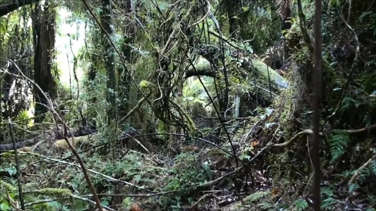 Compilation of a few bush hunts