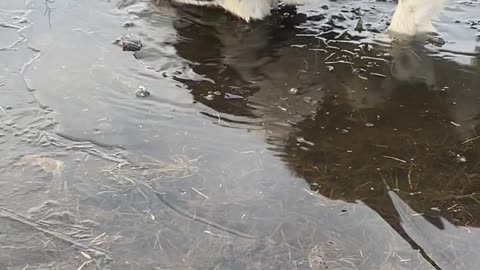 Dog Enjoys Biting Through Iced Over Puddles