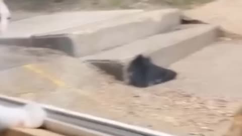 Funniest Animals 🐧 - Best Of The Funny Animal Videos 😁 - Cutest Animals Ever