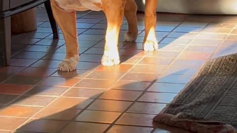 Slick Pup Runs Underneath Another
