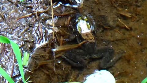 Bullfrog