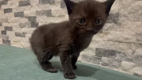 our little panther mischief in blue eyes kitten cute cat