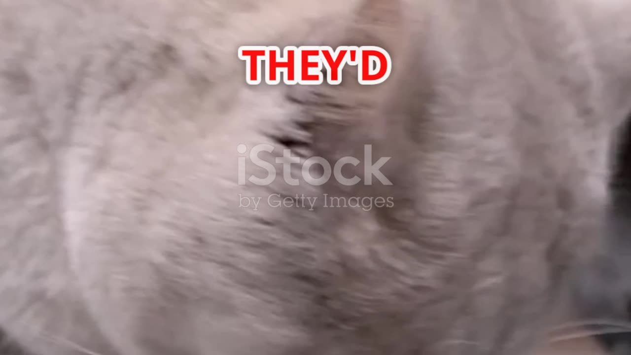 What if cats have Tiktok