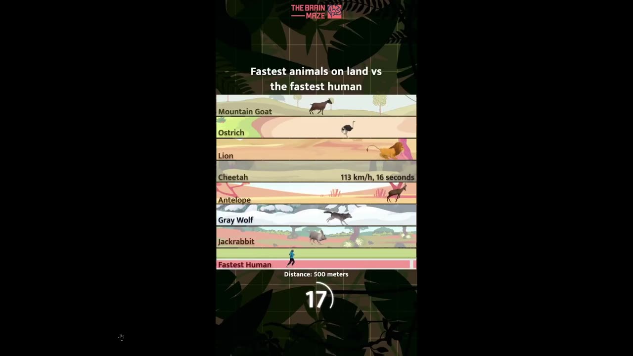 The Fastest animals on Earth vs humans in a race. What would happen?