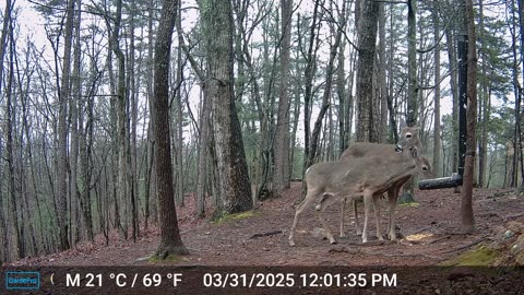 The Woods – 04/01/2025