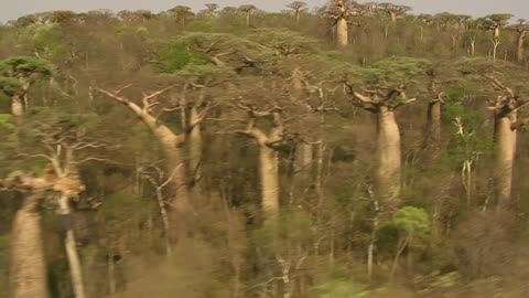 Madagascar 1- Ostrov zazrakov