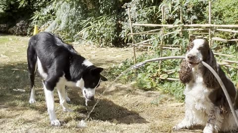 Bonnie Holds Water Hose So Simba Can Have a Good Drink