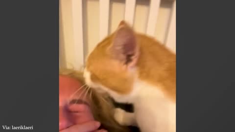 LAUGHS daily from Funny Animals! 😂 Funniest ANIMALS Videos 2025