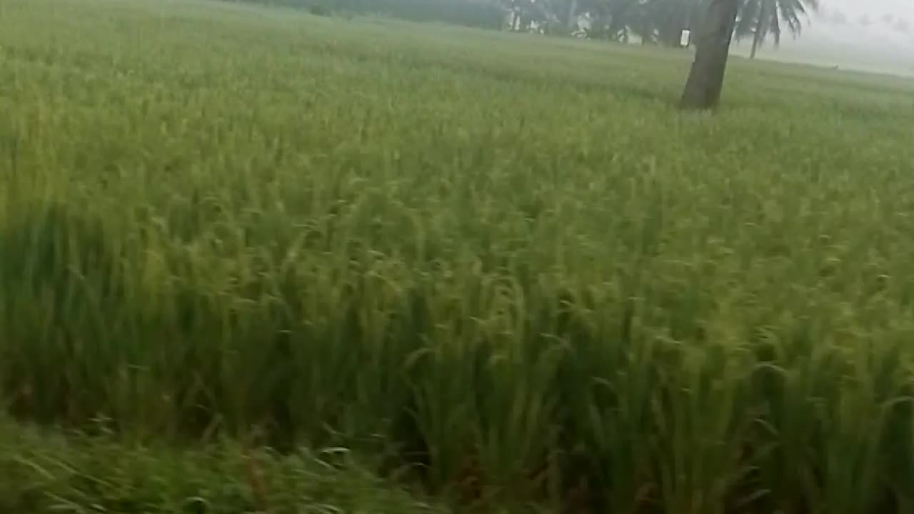 Pemandangan di pagi hari