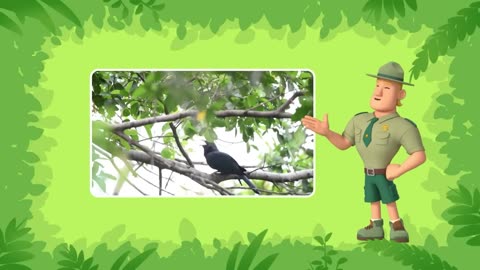 The baby bird's appearance differs from that of its parents! 15 minutes