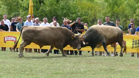 Lugo od Lončara i Galića vs Zećo od Admira Čaje Grude 2025