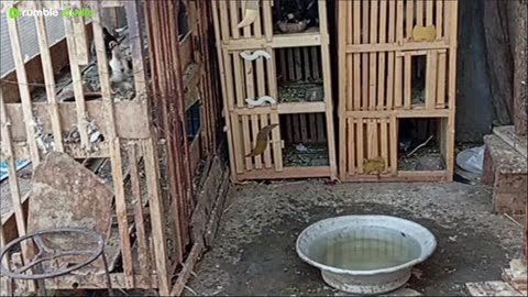 على المباشر