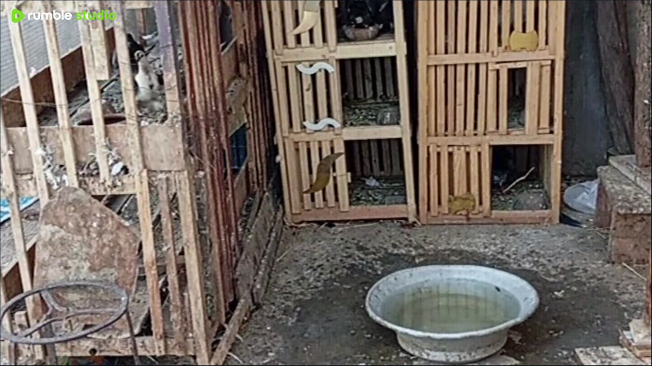 على المباشر