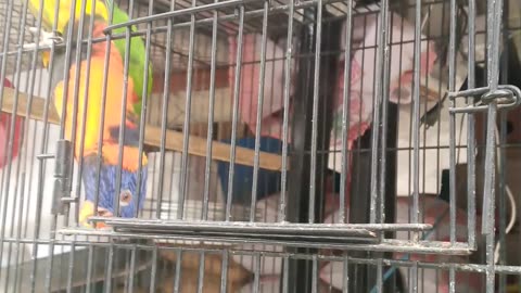 Funny Parrot video talk