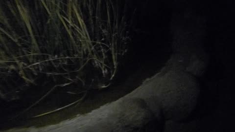 Edge of the pond