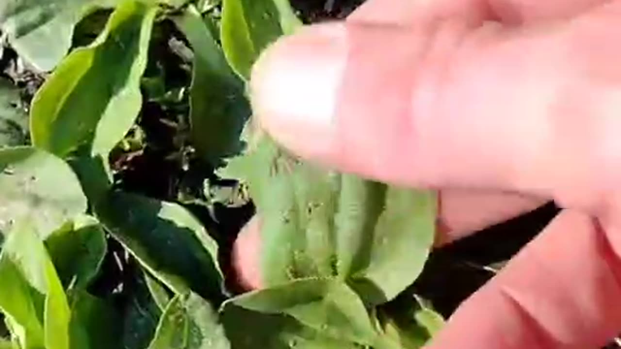 NĀTURAL MEDICINE IN YOUR DRIVEWAY